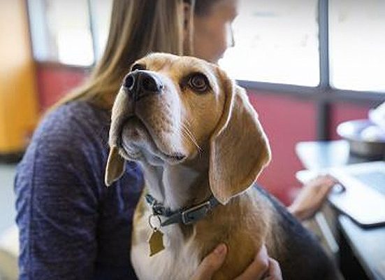 O que são escritórios “Dog-Friendly”?