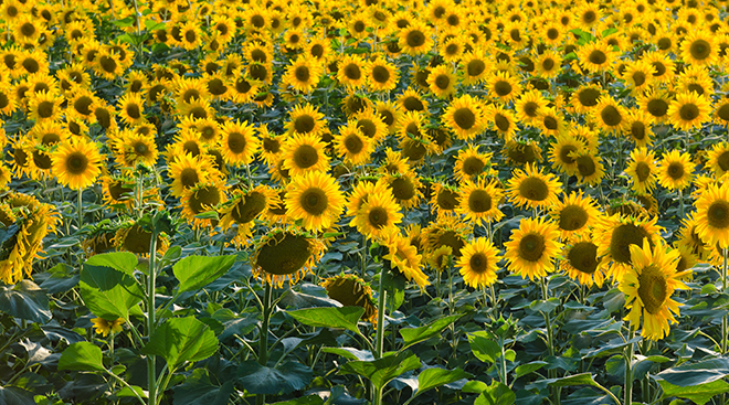 Endless sunflower field