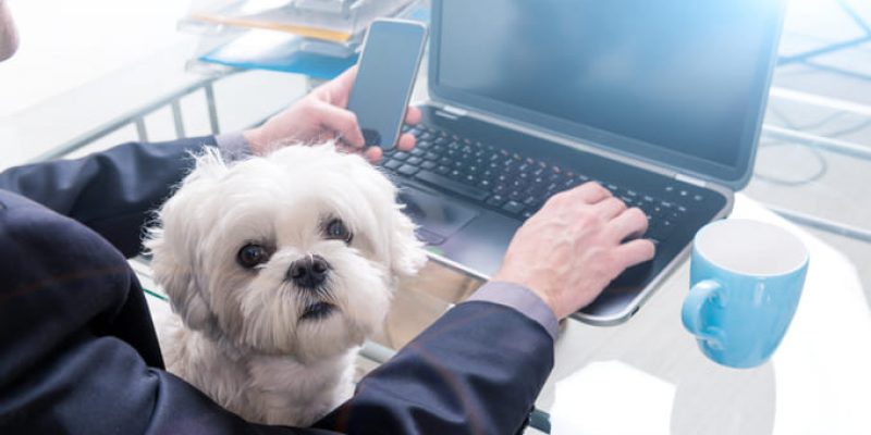 Pet Friendly: O que você acha dessa nova tendência dos escritórios corporativos?